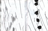 43